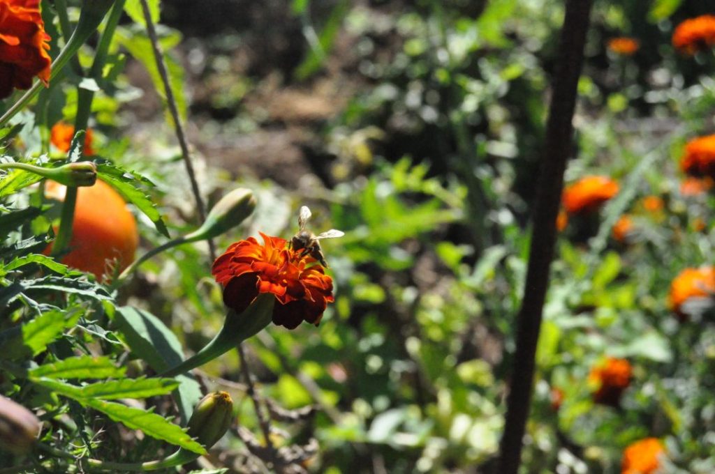 Tomates y tajetes