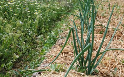 2018 entre la reforma de la PAC y los proyecto piloto