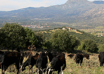Un Rebaño Municipal de Cabras en el Parque Nacional de la Sierra de Guadarrama
