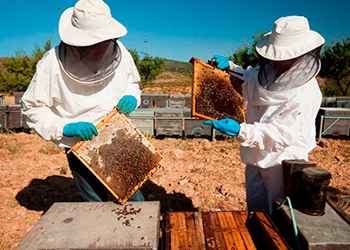 Mujeres con iniciativa. La polinización del río Henares.