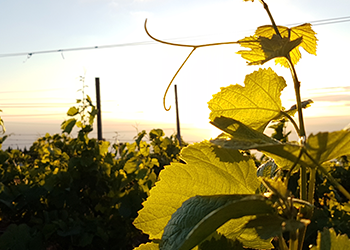 El municipio de la Villa de Garafía tiene un alto potencial para reactivar el sector agroecológico