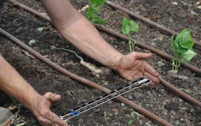 VIII Jornadas de dinamización de iniciativas locales agroecológicas