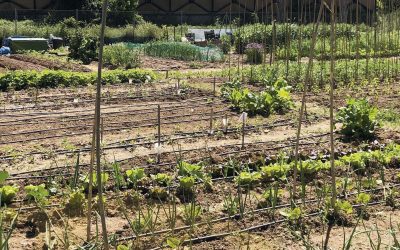 VII Jornadas de dinamización de iniciativas locales agroecológicas