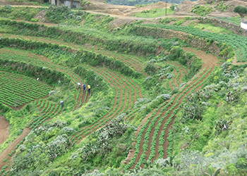 La Soberanía Alimentaria en San Cristóbal de La Laguna
