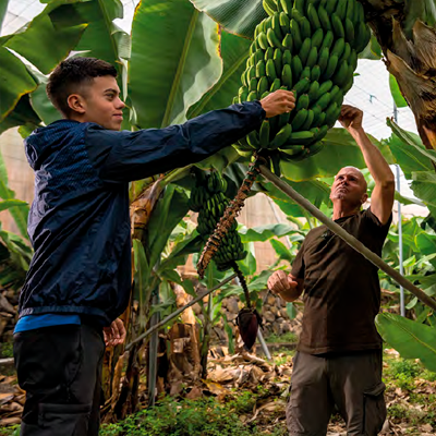 al rico platano ecologico