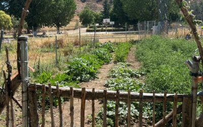 Cultivar comunidad junto al Jarama los huertos ecológicos municipales de Uceda
